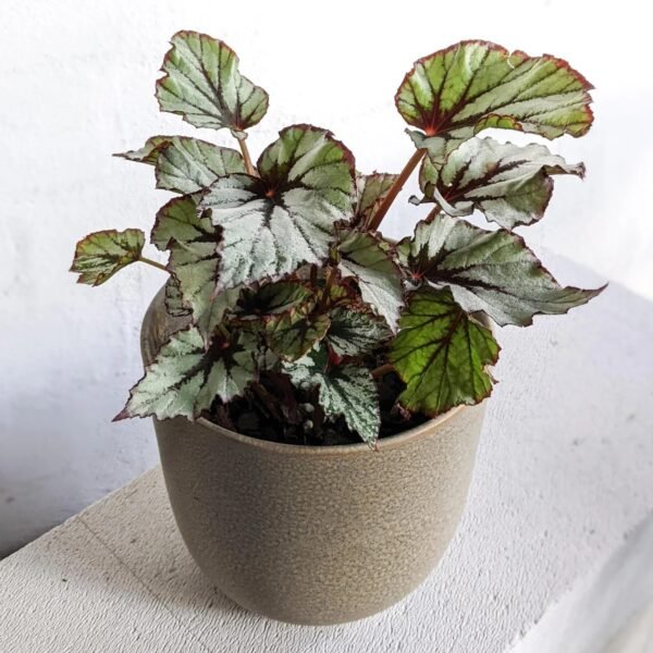 REX BEGONIA-PLANT