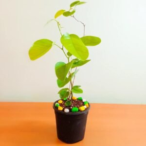 RED CHANDAN-PLANT