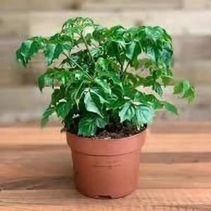 RED MACHERA PLANT