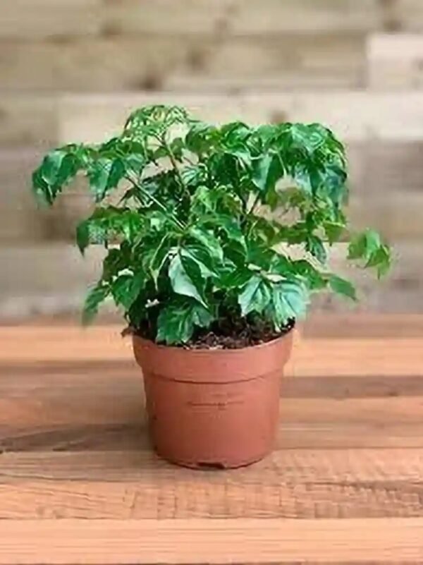RED MACHERA PLANT