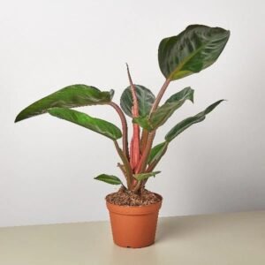 PHILODENDRON RED CONGO-PLANT