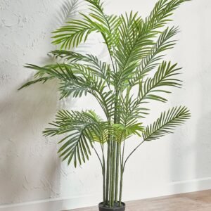 SUPARI PALM -PLANT