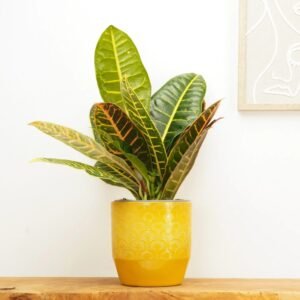 PETRA CROTON-PLANT