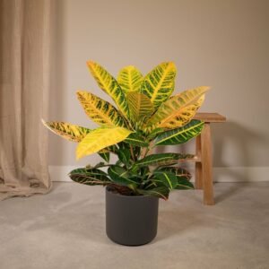 PETRA CROTON-PLANT