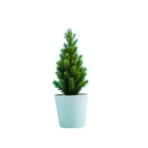 PENCIL PINE -PLANT