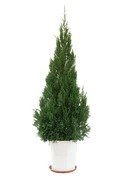 PENCIL PINE -PLANT