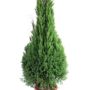 PENCIL PINE -PLANT