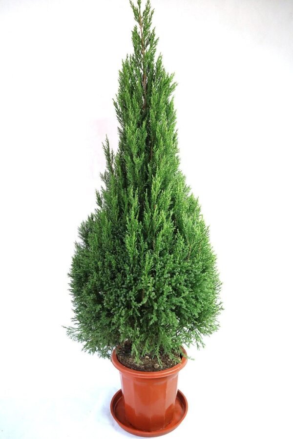 PENCIL PINE -PLANT