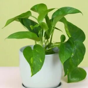 MONEY PLANT ENJOY-PLANT
