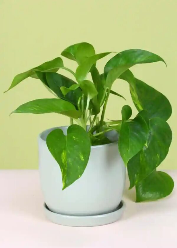 MONEY PLANT ENJOY-PLANT