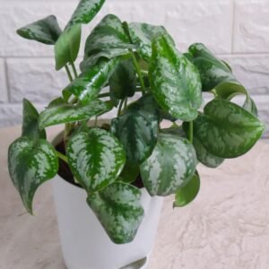 MONEY PLANT (SILVER-PLANT)