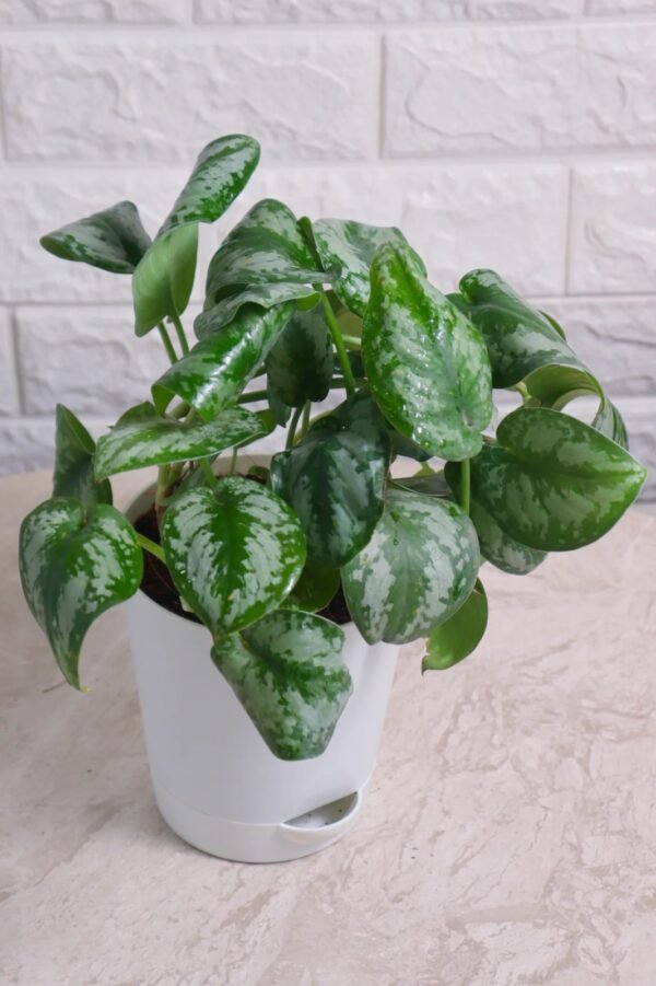 MONEY PLANT (SILVER-PLANT)