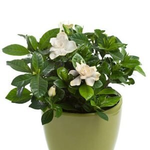 NANDIVARDANA (VERIEGATED)-PLANT