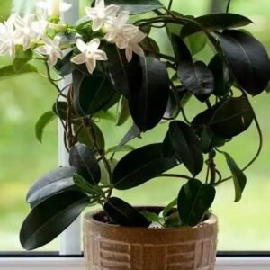 JASMINE VIRAJAJI BELLFLOWER-PLANT