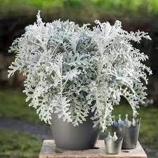 SNOW DUST-PLANT