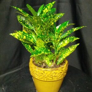 LEMON CROTON-PLANT