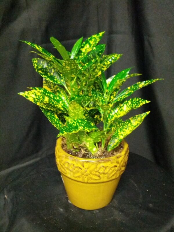 LEMON CROTON-PLANT