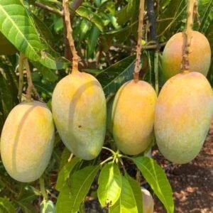 MANGO KESAR/HAPUS/IMAMPASAND-PLANT