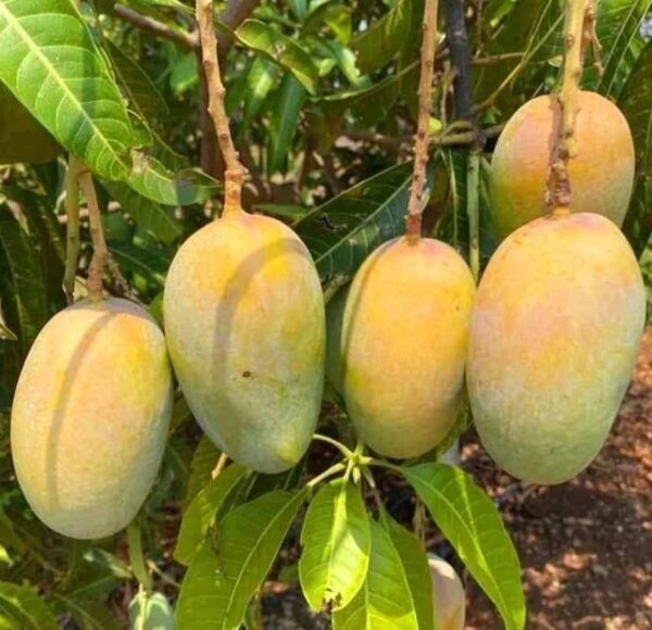 MANGO KESAR/HAPUS/IMAMPASAND-PLANT