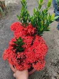 SINGAPORE IXORA-PLANT (Copy)