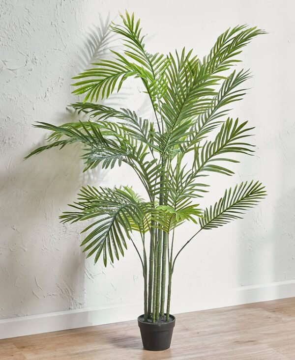 SUPARI PALM -PLANT