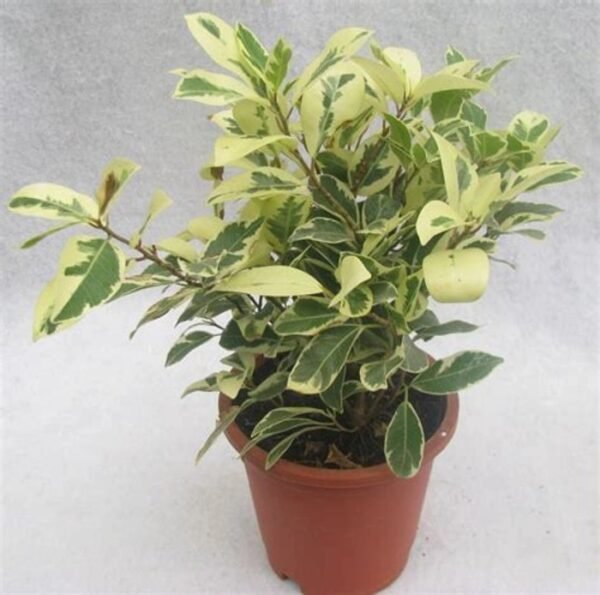 SAFARI FICUS-PLANT - Image 3