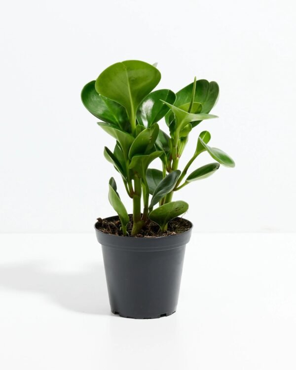 RUBBER PLANT-PLANT - Image 2