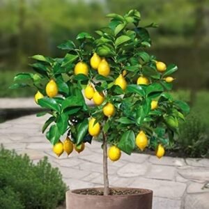 NIMBU-PLANT