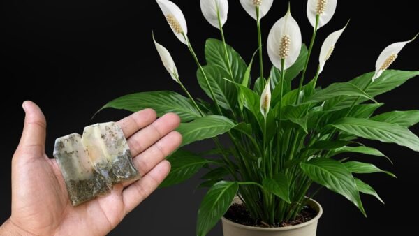 SPATHIPHYLLUM-PLANT - Image 3