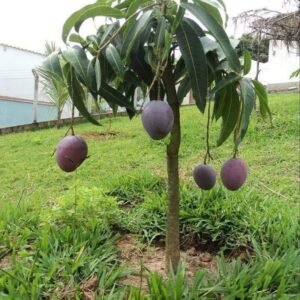 MONGO-PLANT