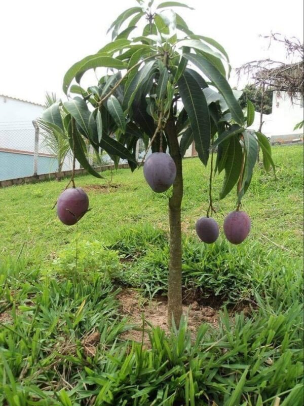 MONGO-PLANT