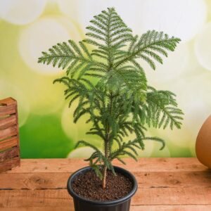 X-MAS TREE(Christmas Tree) - Plant