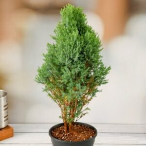 GREEN CYPRUS-PLANT