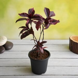 BLACK KODIA-PLANT