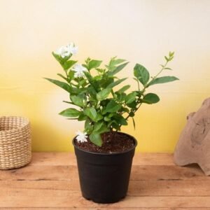 MOGRA-PLANT