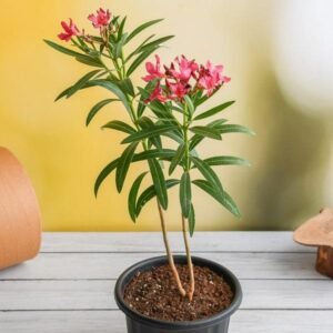 KANER-PLANT