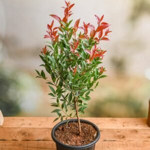 CRISTINA FICUS