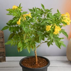 TECOMA YELLOW
