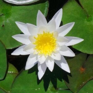 WATER LILY-PLANT