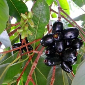 JAMUN