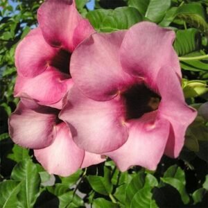 TIGER ALAMANDA-PLANT