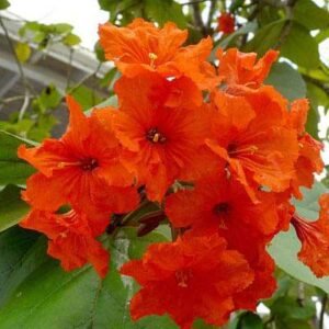 Lal Lasora, Cordia sebestena - Plant