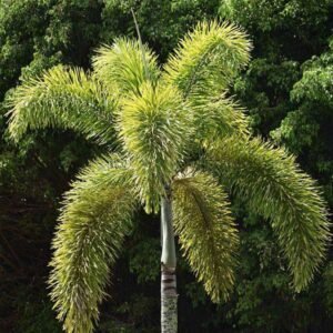 FOXTAIL PALM