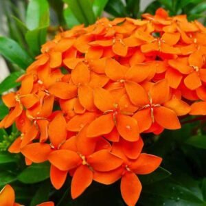 IXORA-plant