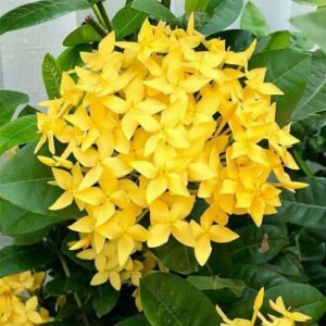 YELLOW IXORA