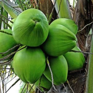 Nariyal, Coconut Tree -plant
