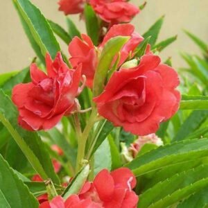 GULAB/ROSE NORMAL