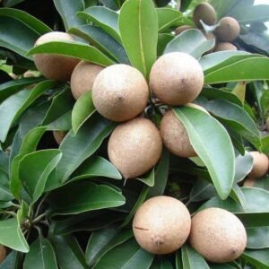 Chikoo, Sapota, Chiku Fruit (Grown Through Seeds) - Plant