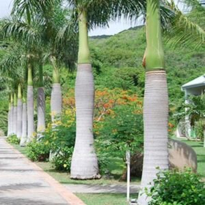 Royal Palm -Plant