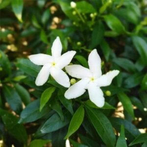 TAGAR/ CHANDNI-PLANT